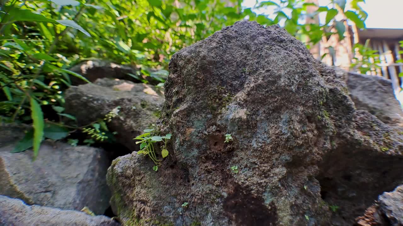 4k相机运动在唯美的河流岩石周围有茂密的叶植物，完美的浪漫电影视频视频素材