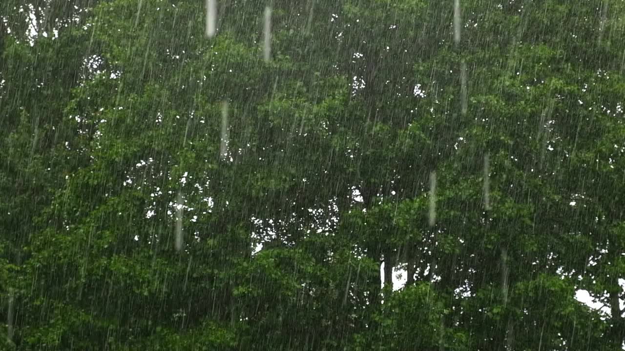 大雨。绿树上的夏雨，草地背景。特写镜头。森林里的雨天。多雨的天气。热带暴雨。自然背景。极端天气状况。冰雹和雨。阳光视频素材