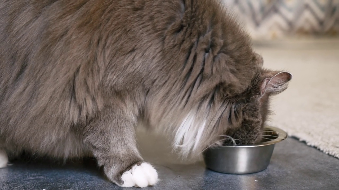 一只毛茸茸的灰猫胃口很大地吃着碗里的食物。在家喂猫。家猫和他们的主人在一个舒适的家里的生活。照顾宠物，比如猫。视频素材