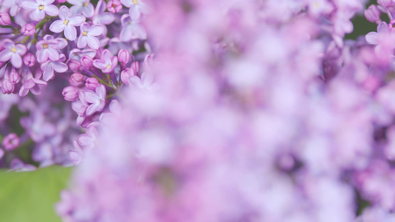 紫丁香花树。美丽芬芳的小花开了。紫丁香花的开花或开花的枝架的焦点。视频素材