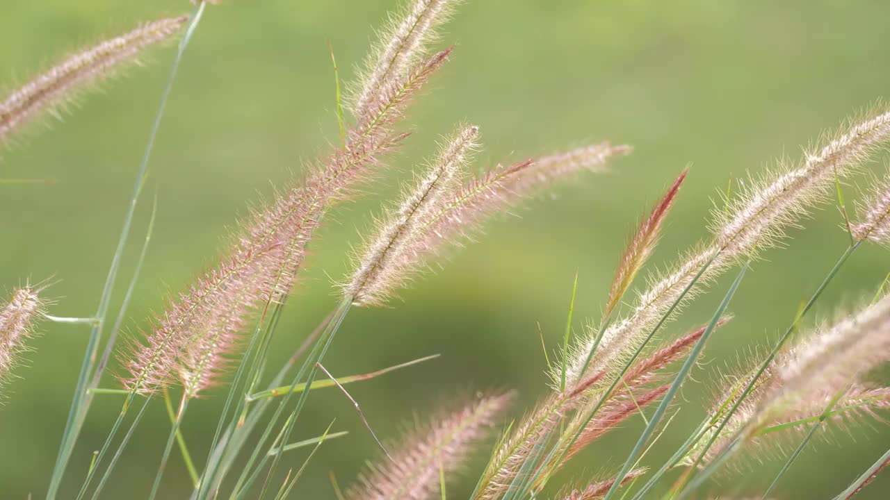 草在风中摇曳视频素材