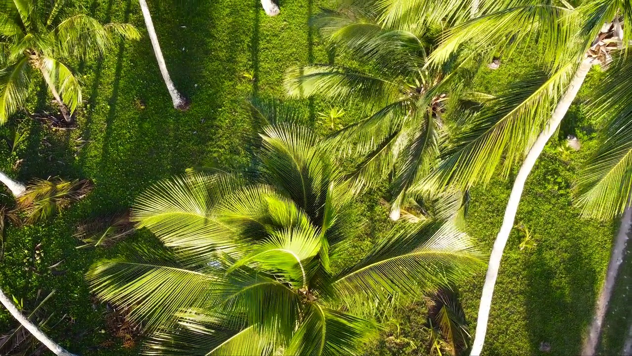 近距离的许多椰子树在风中移动，相机平移到揭示水晶般清晰的蓝色海洋海滩巴西航拍视频素材