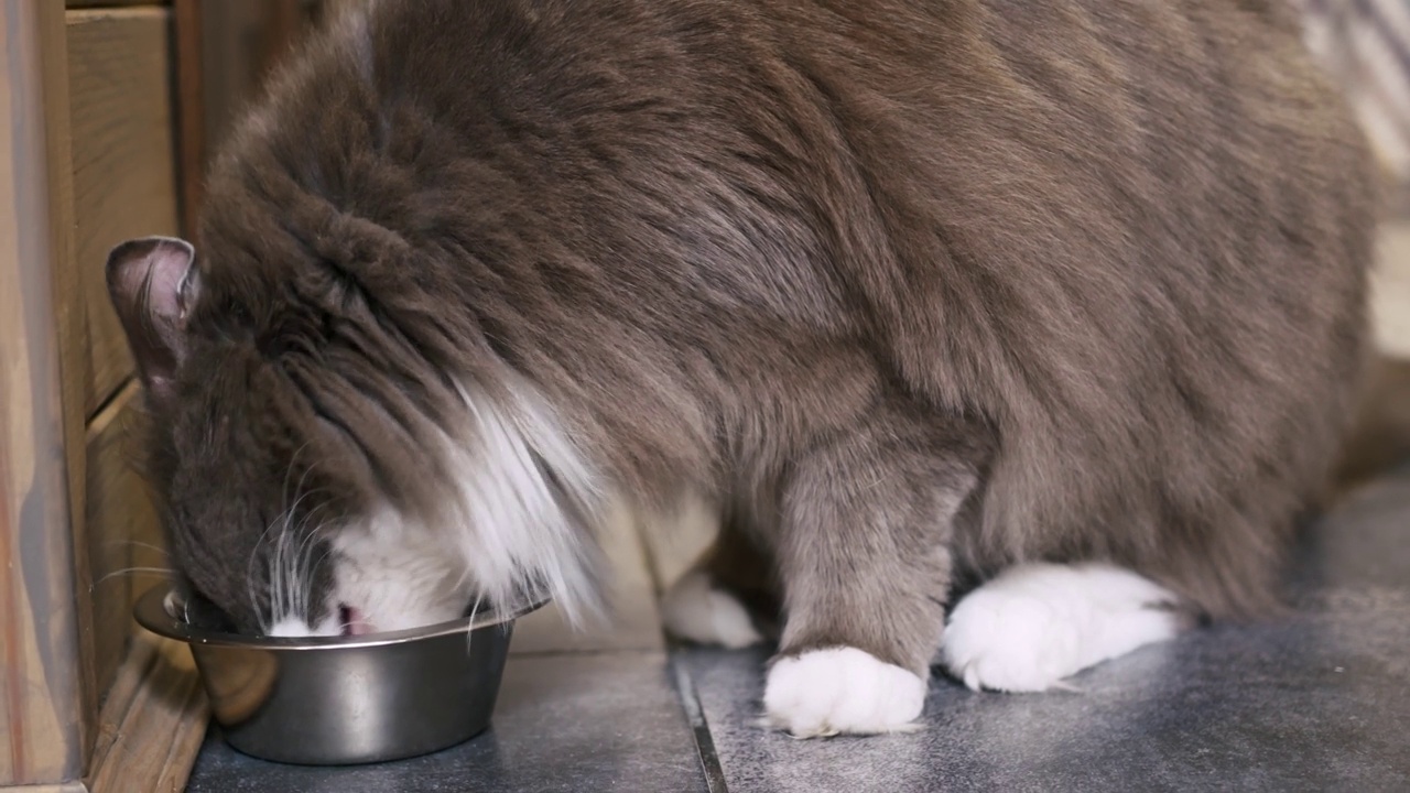 毛茸茸的灰猫吃着碗里的食物。宠物食品。家猫在舒适家庭中的生活。热爱宠物。为住在家里的成年猫提供均衡的饮食。视频素材