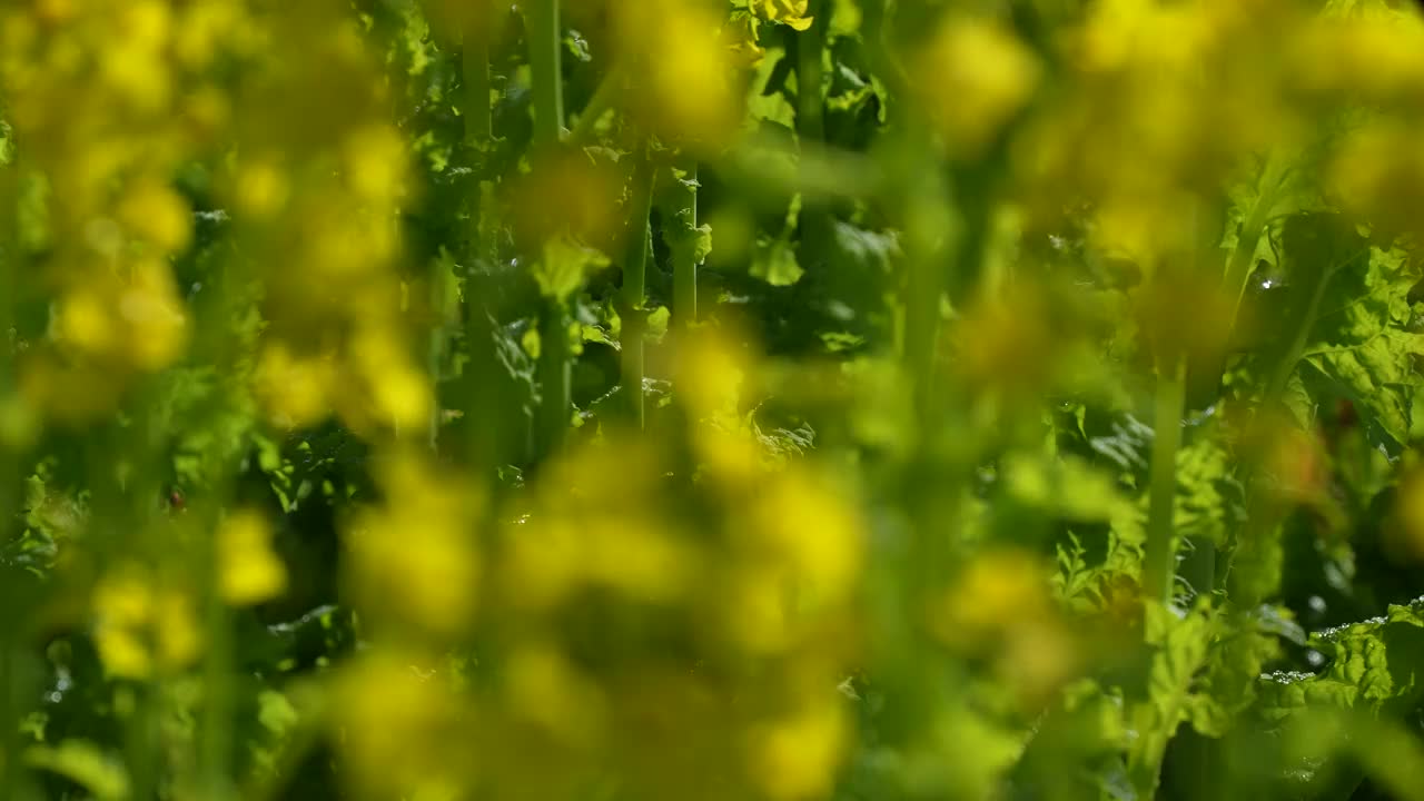 油菜花盛开的田野视频素材