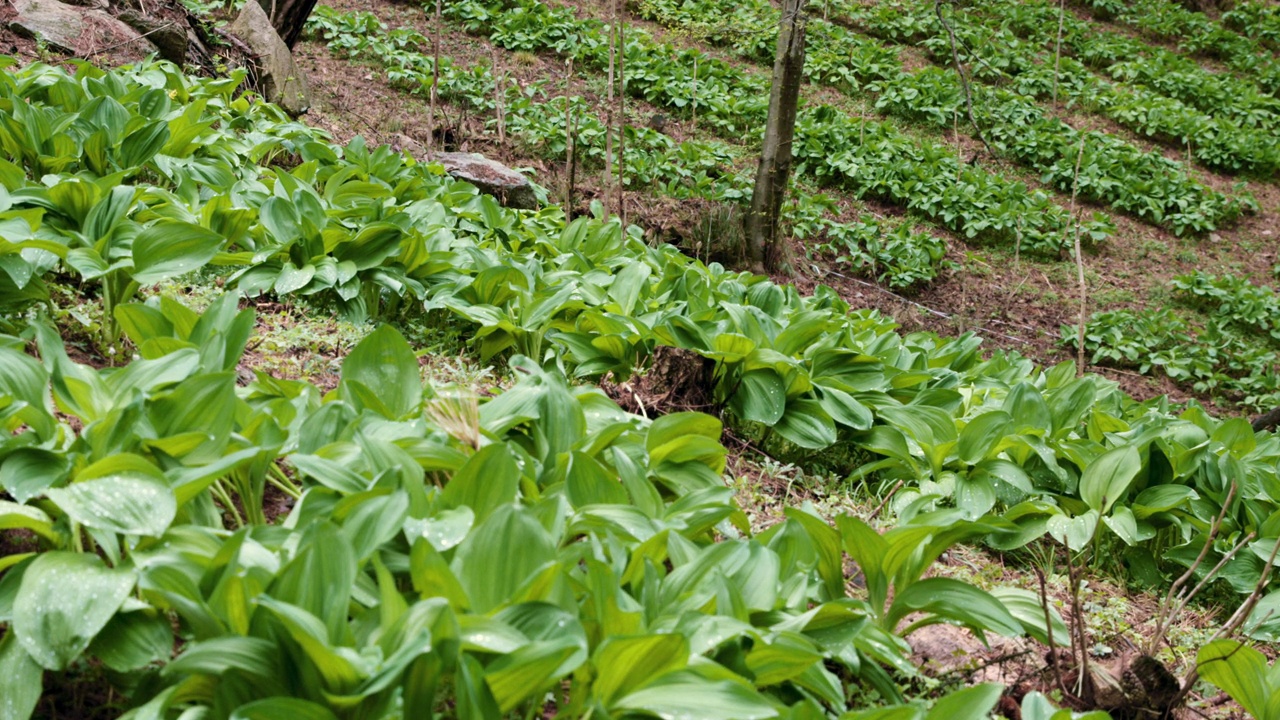 韩国江原道洪川郡西伯利亚洋葱(Allium victorialis)摇曳的田野视频素材