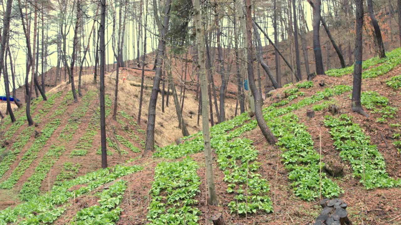 香菇(香菇)树/韩国江原道洪川郡视频素材