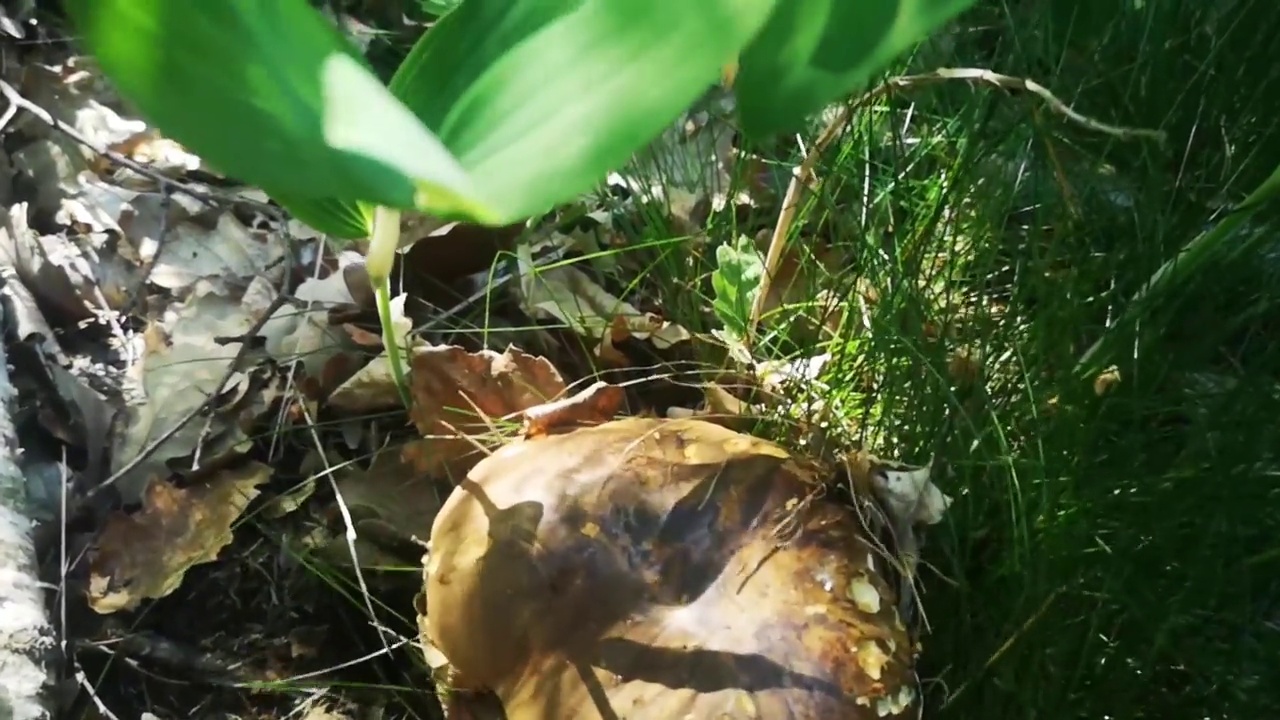 秋天的森林地面上有两只新鲜可口的斑点状牛肝菌视频素材画面2