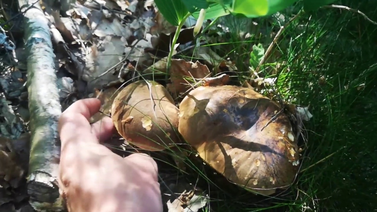 秋天的森林地面上有两只新鲜可口的斑点状牛肝菌视频素材画面3