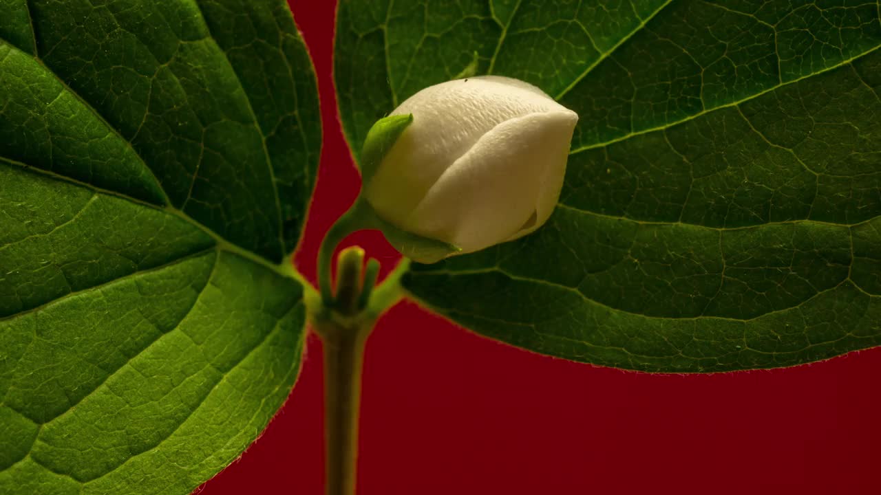 白色茉莉花盛开在4k时间延时视频在红色背景。茉莉花开放的时间流逝。视频素材