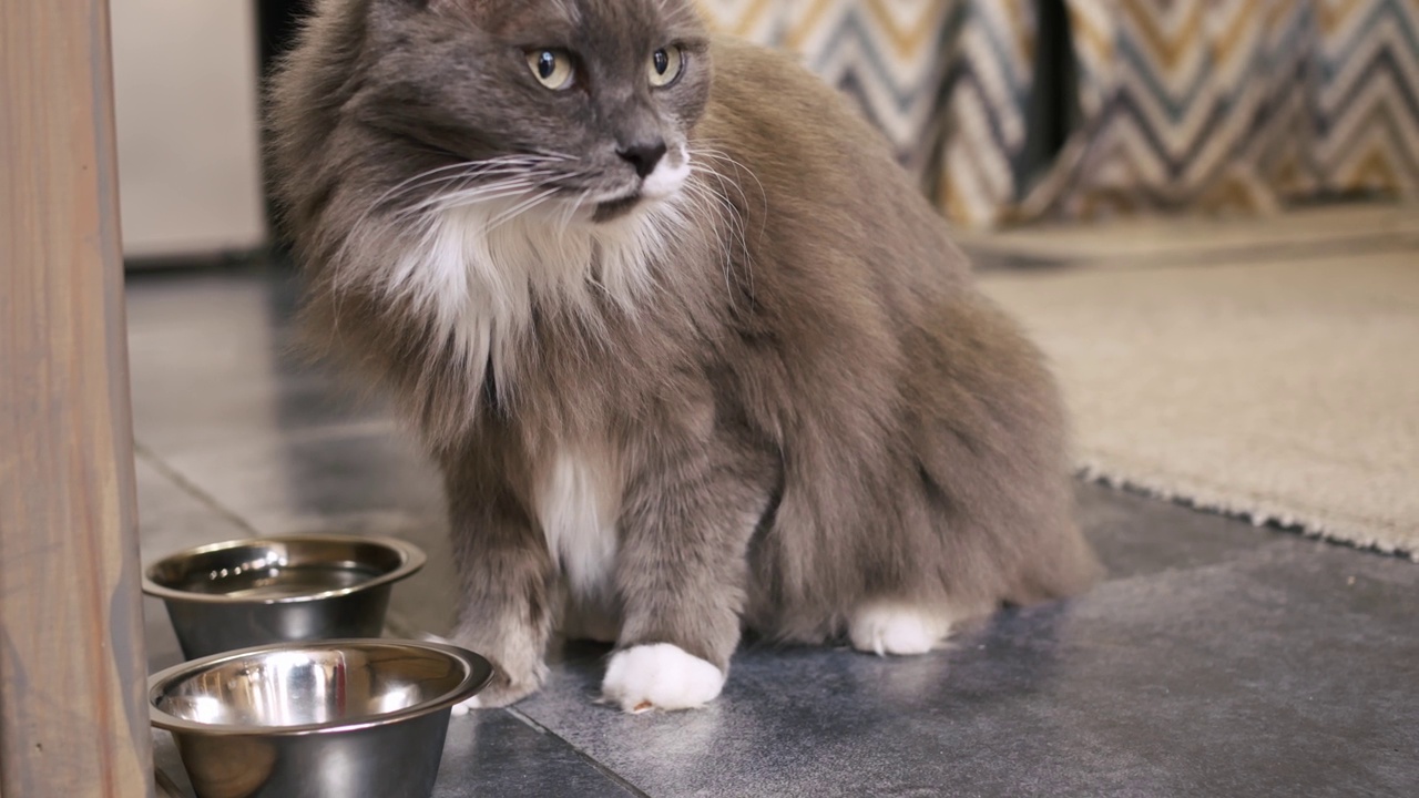 有趣的灰猫用爪子从碗里拿食物，吃得津津有味。猫喂食。有趣的概念宠物生活在我们身边适当的营养猫是均衡的食物。猫从碗里吃东西喂宠物。视频素材