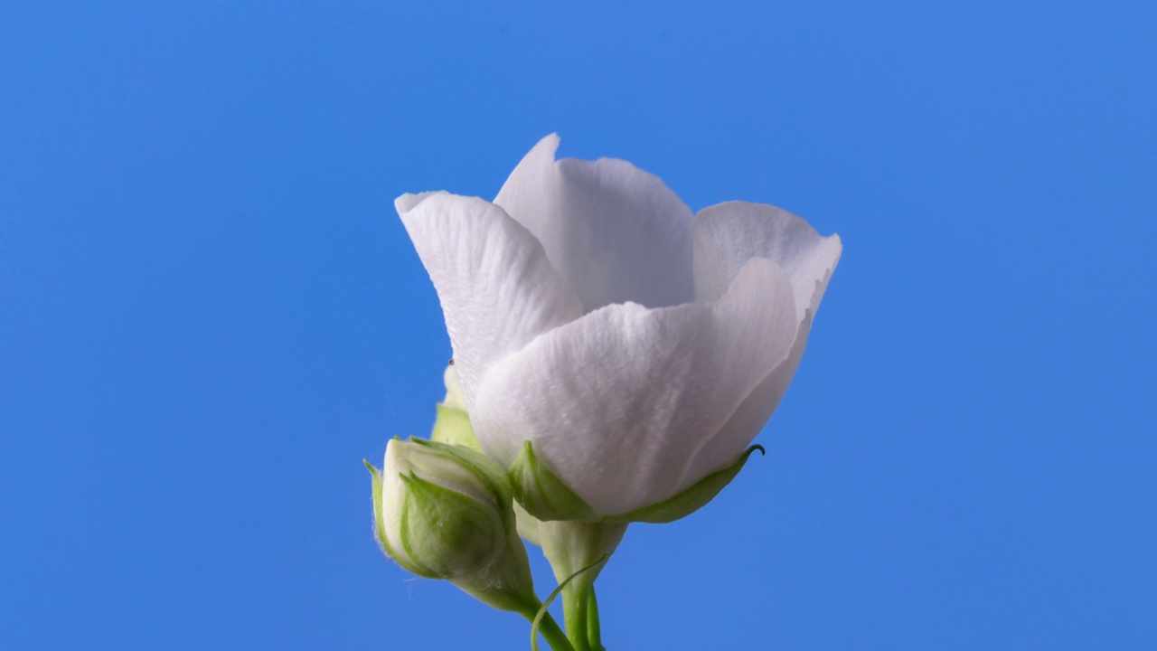 白色的茉莉花在蓝色背景的4k延时视频中盛开。茉莉花开放的时间流逝。视频素材