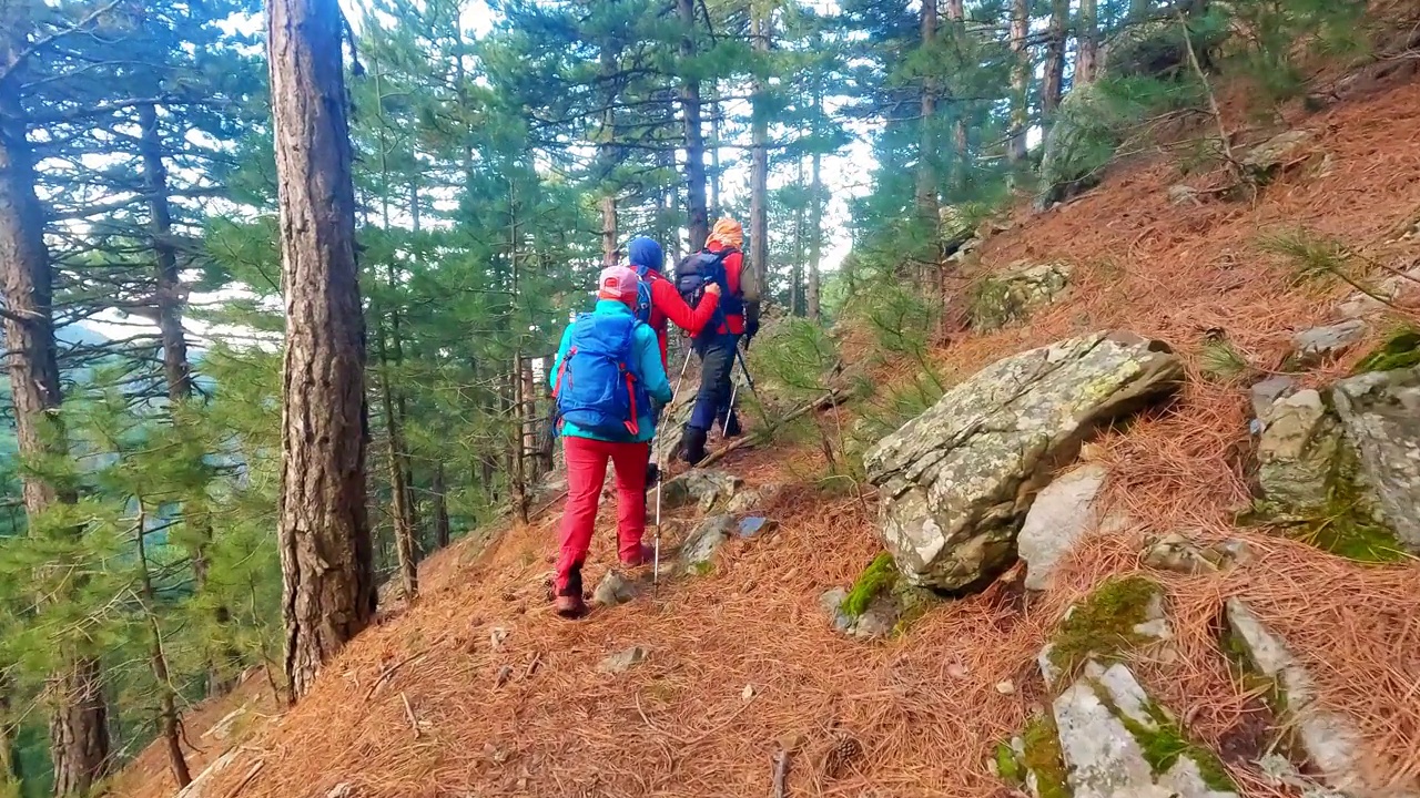 登山队员在晨光中漫步在宁静的森林和树木中，秋色很美视频素材