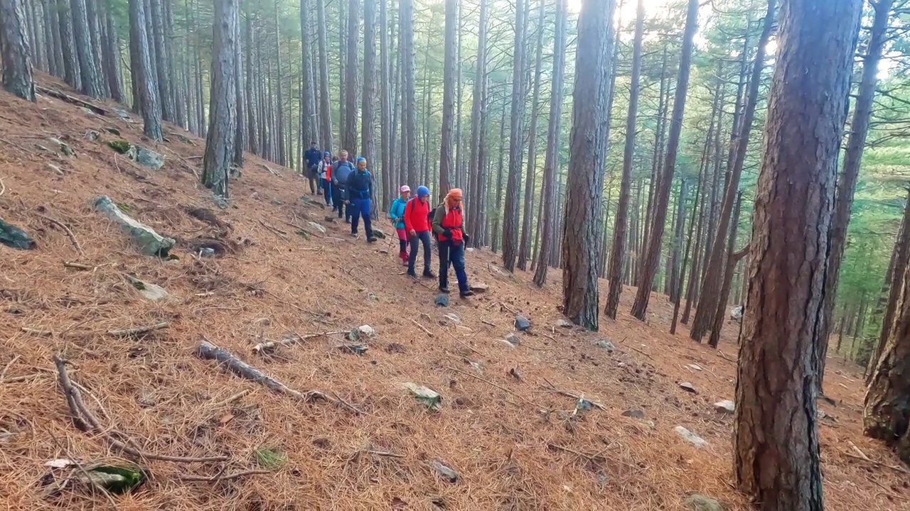 登山队员在晨光中漫步在宁静的森林和树木中，秋色很美视频素材