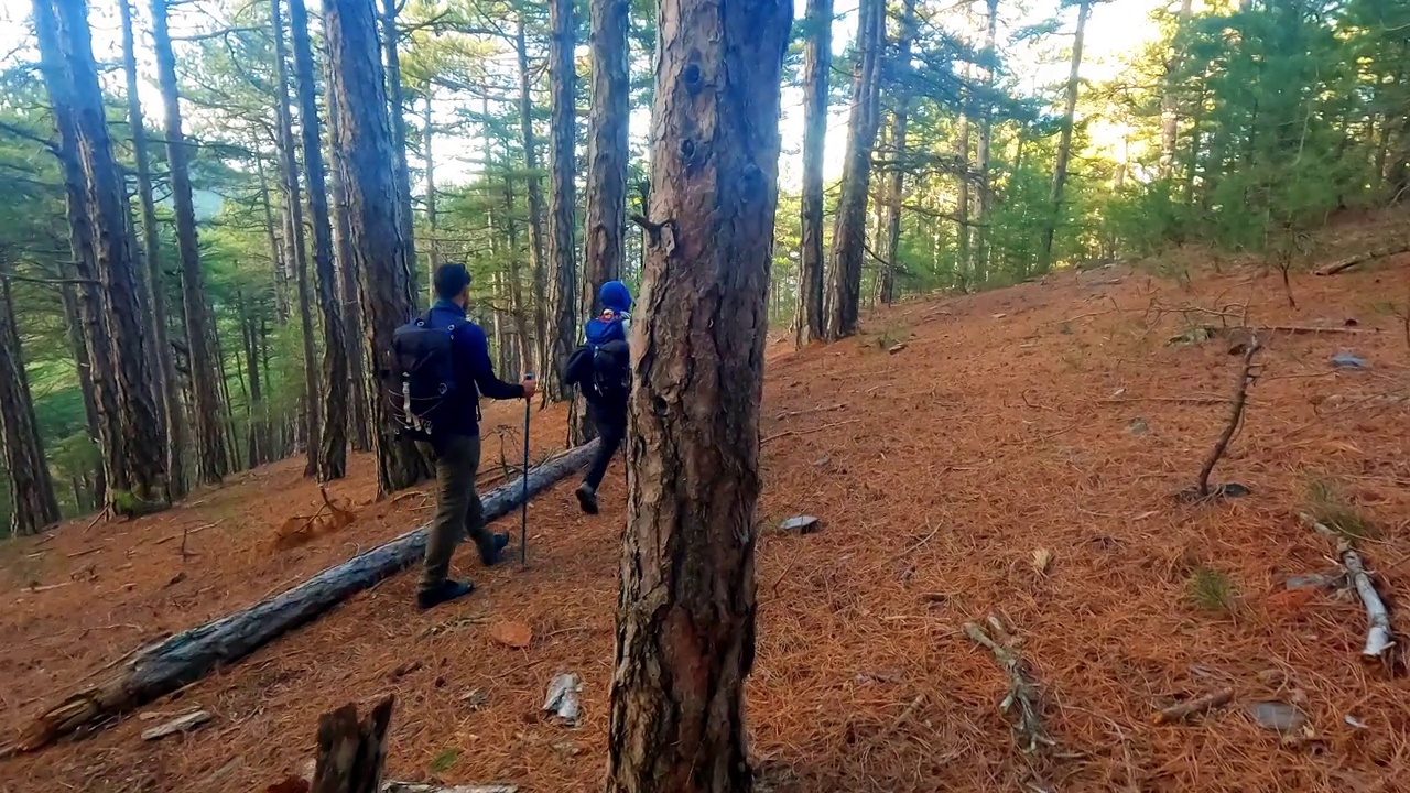 登山队员在晨光中漫步在宁静的森林和树木中，秋色很美视频素材