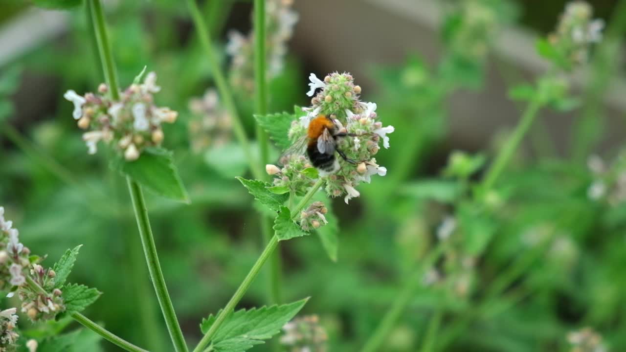 蜜蜂在白色的花朵上。蜜蜂在盛开的树枝上采集花蜜和花粉。绣线菊花的特写。飞翔的蜜蜂在春天阳光明媚的日子里为花朵授粉。动物、昆虫、野生动物视频素材
