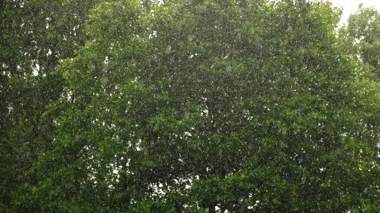 大雨。绿树上的夏雨，草地背景。特写镜头。森林里的雨天。多雨的天气。热带暴雨。自然背景。极端天气状况。冰雹和雨。阳光视频素材