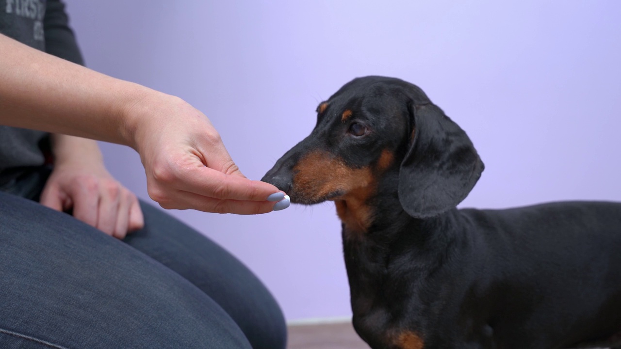 狗幼犬训练时，主人对良好行为指令给予鼓励奖励视频素材