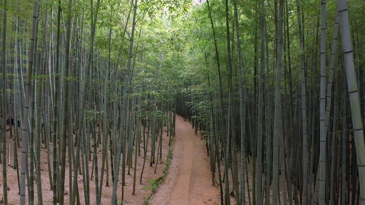 竹林风光/韩国釜山岐张郡视频素材