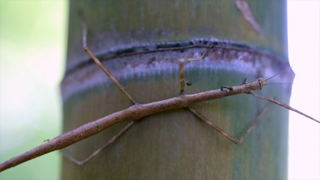 悬挂在竹树上的不规则牙枝(phasmatoatus) /韩国釜山的gijang郡视频素材