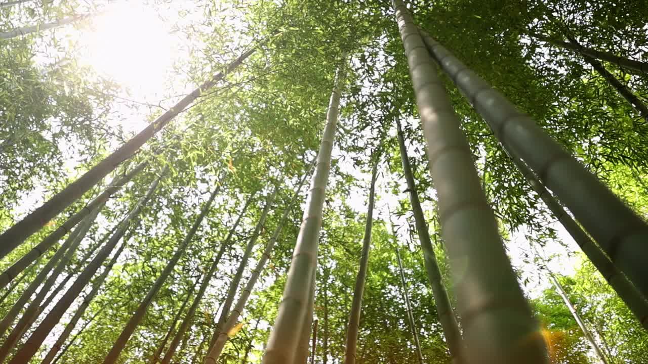 竹子上飘落的树叶/韩国釜山的gijang郡视频素材