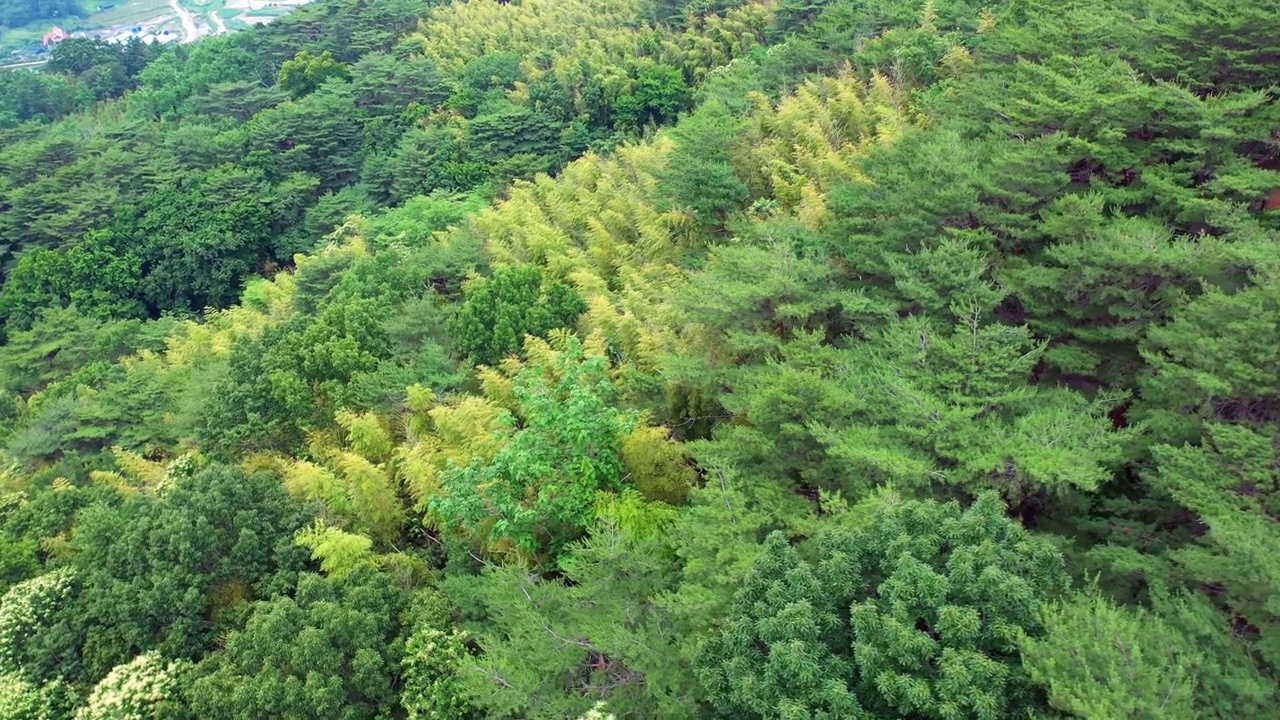 韩国釜山，山中茂密的森林视频素材