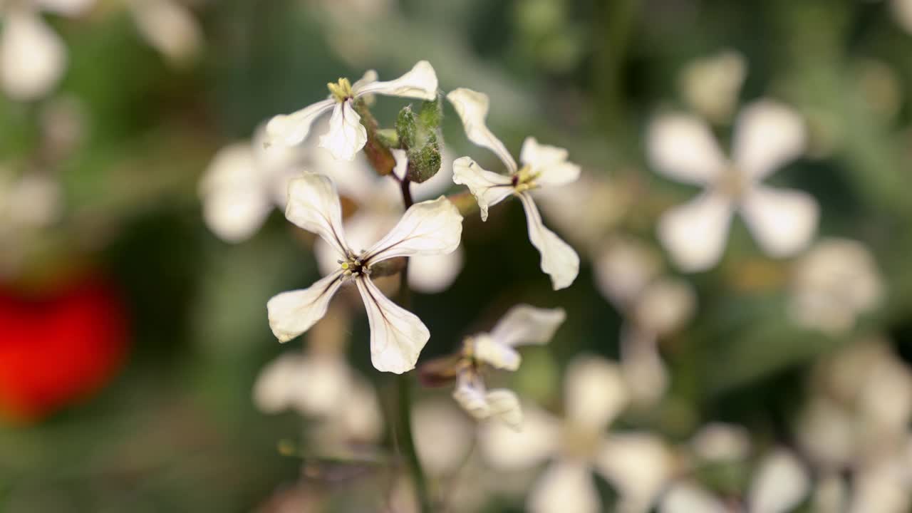 白花盛开视频素材