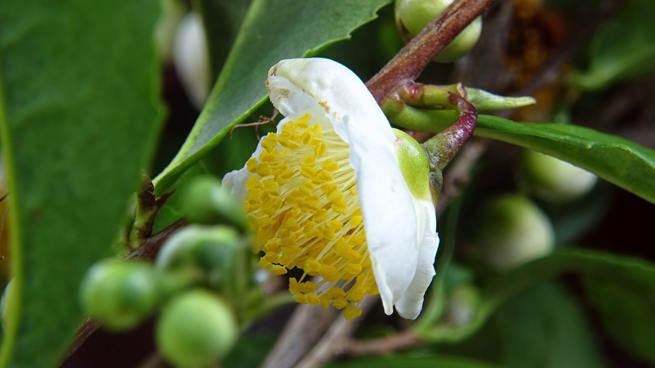 盛开的山茶花/韩国视频素材