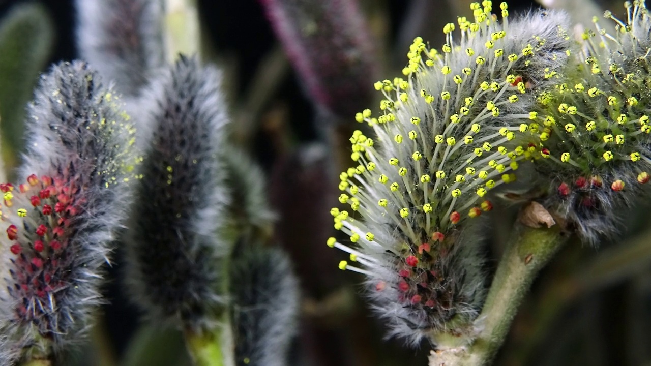 盛放的柳(Salix gracilistyla Miq.) /韩国视频素材