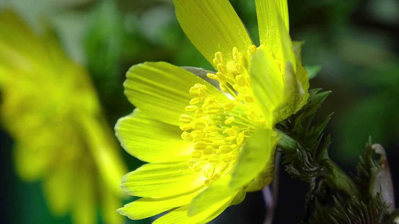 盛开的阿山鸡眼(adonis amurensis) /韩国视频素材