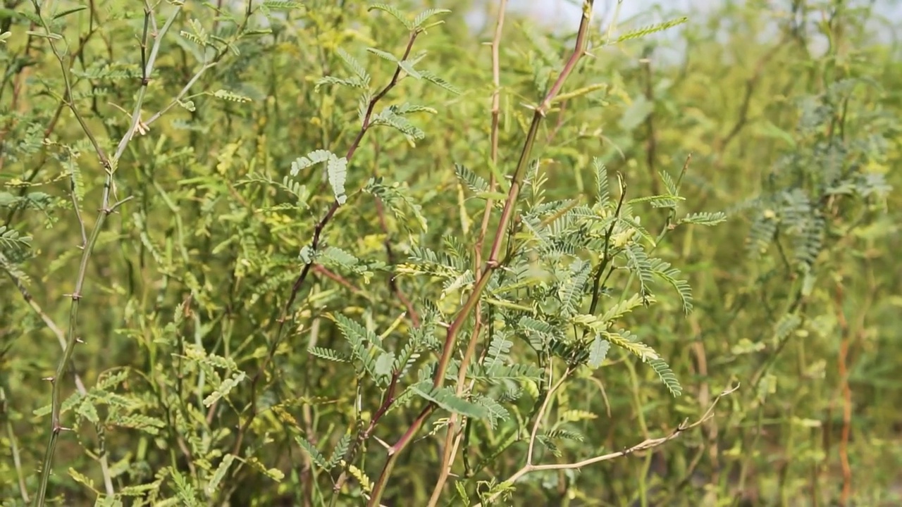 干燥的天气使植物迎风生长视频素材