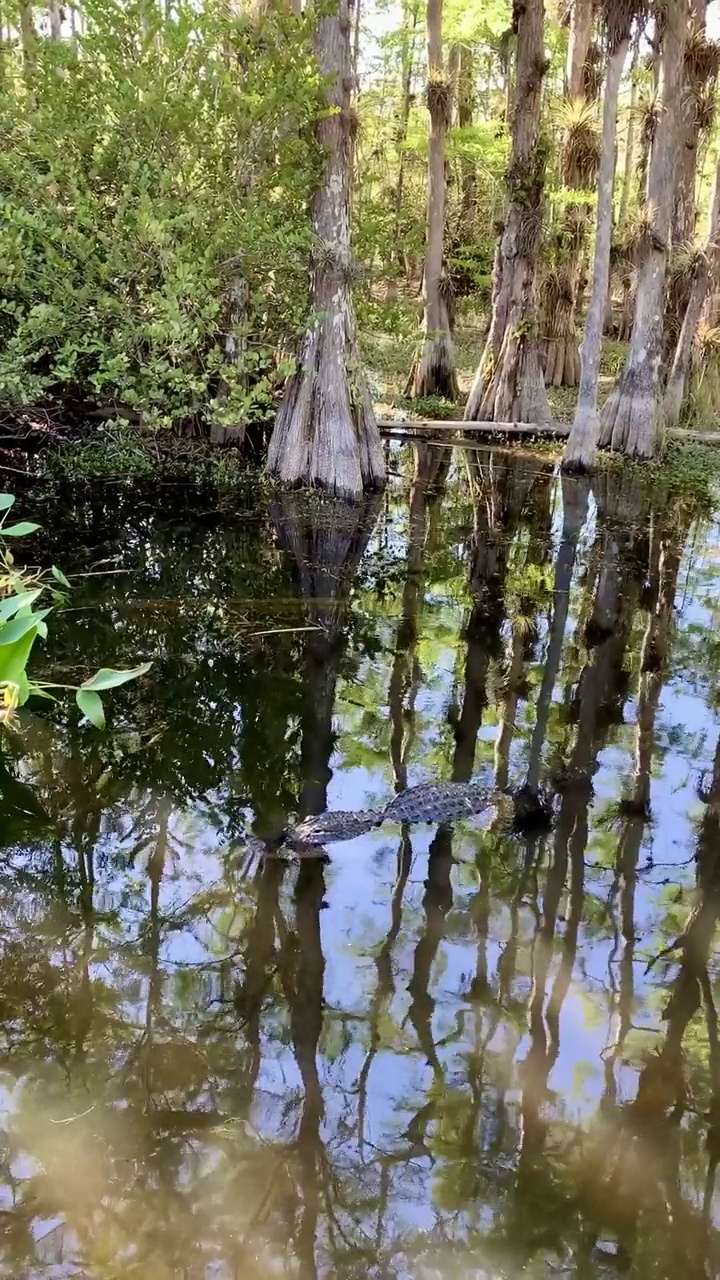 柏树沼泽和鳄鱼游泳视频素材