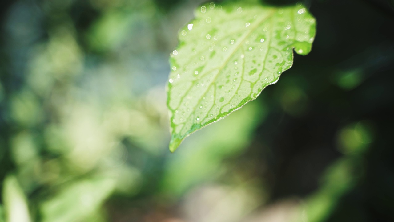 雨后，大片的水珠从绿叶上滴下来。雨后的森林。雨水从绿色植物上滴下来。视频素材