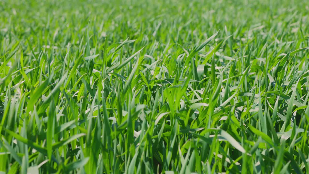 一片新鲜的草地，在阳光明媚的日子里。小麦苗正在地里生长视频素材