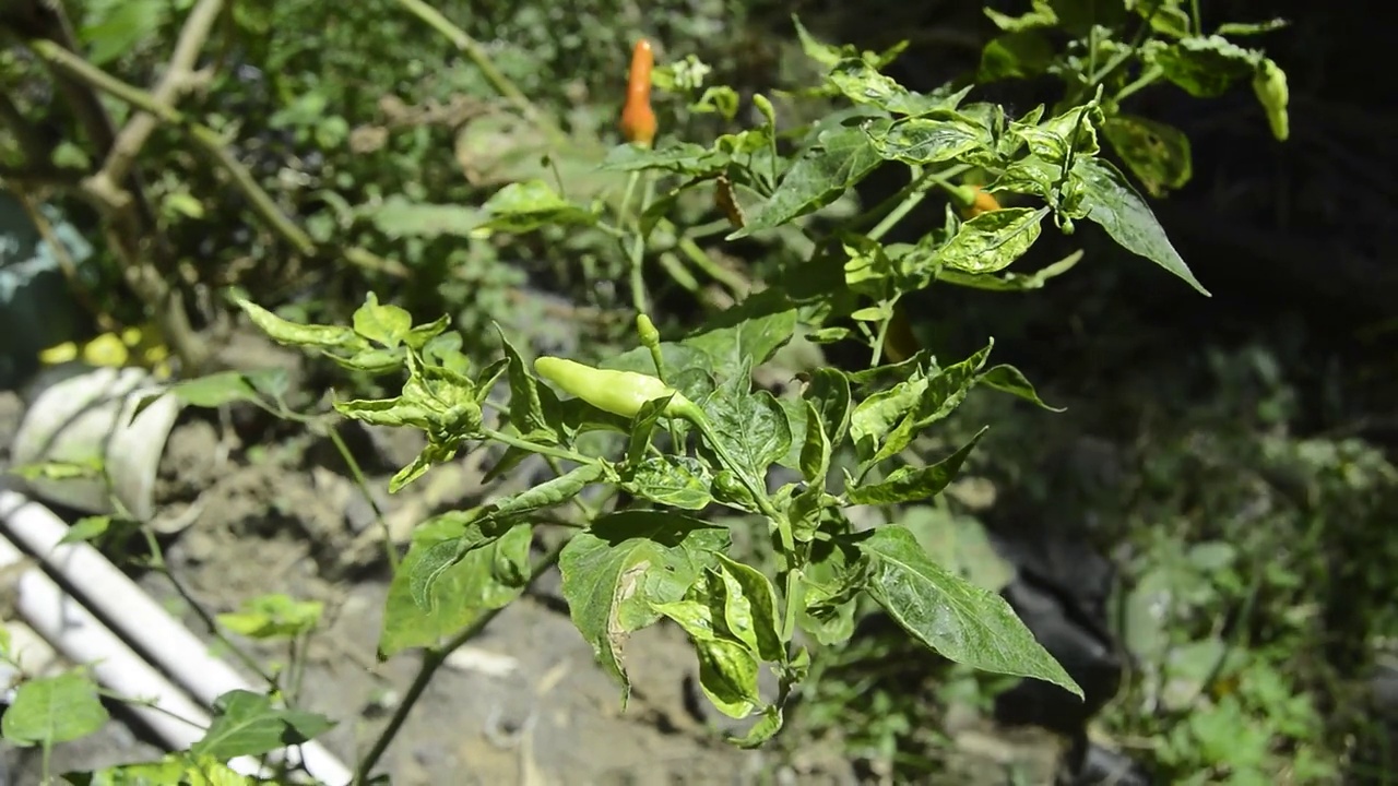 花园里的辣椒叶被风吹起。低地的辣椒植物。视频素材