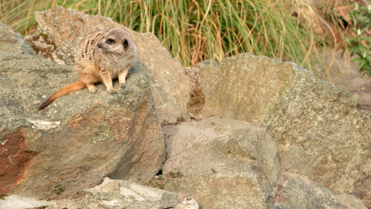 一只猫鼬(Suricata suricatta)坐在一块岩石上，在离开射击区之前一直在观察危险。爱丁堡动物园，苏格兰。视频素材