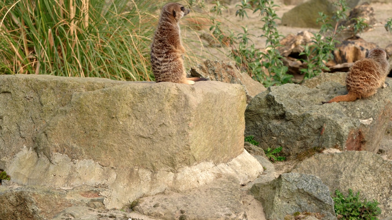 一对警觉的猫鼬(Suricata suricatta)坐在一块岩石上寻找危险。爱丁堡动物园，苏格兰。视频素材