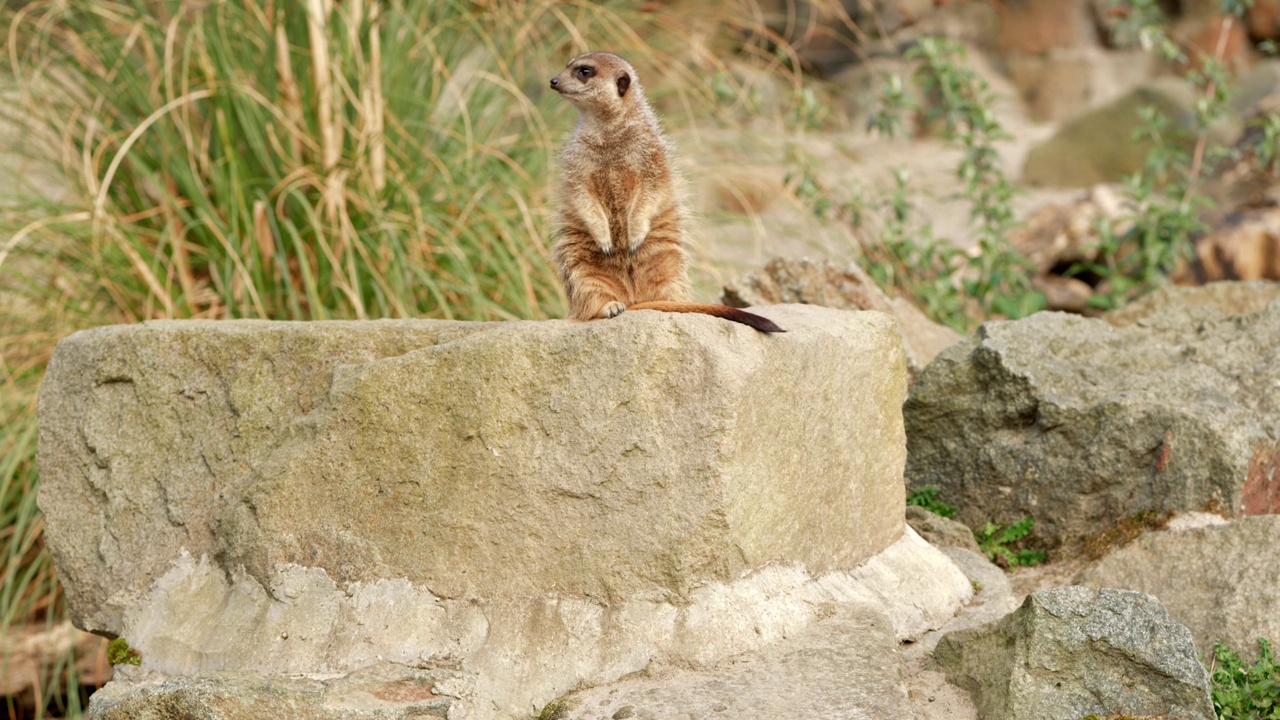 一只猫鼬(Suricata suricatta)坐在一块岩石上寻找危险。爱丁堡动物园，苏格兰。视频素材