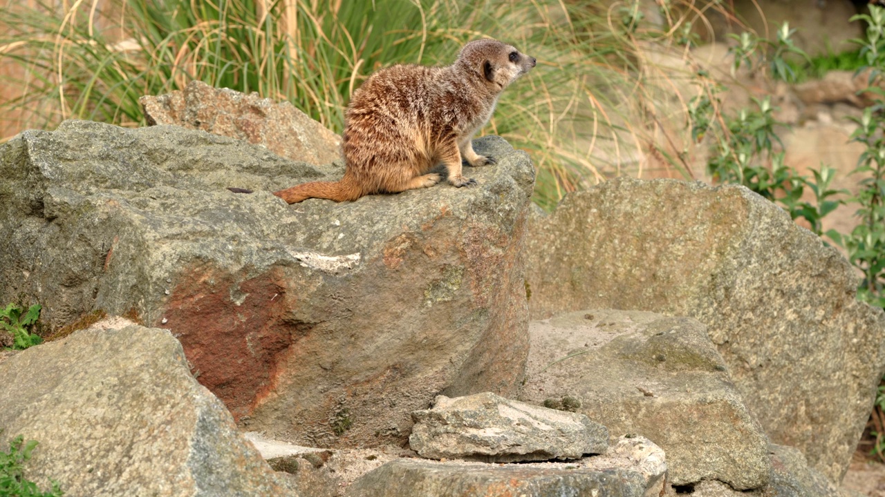 一只猫鼬(Suricata suricatta)坐在岩石上注视着危险。爱丁堡动物园，苏格兰。视频素材