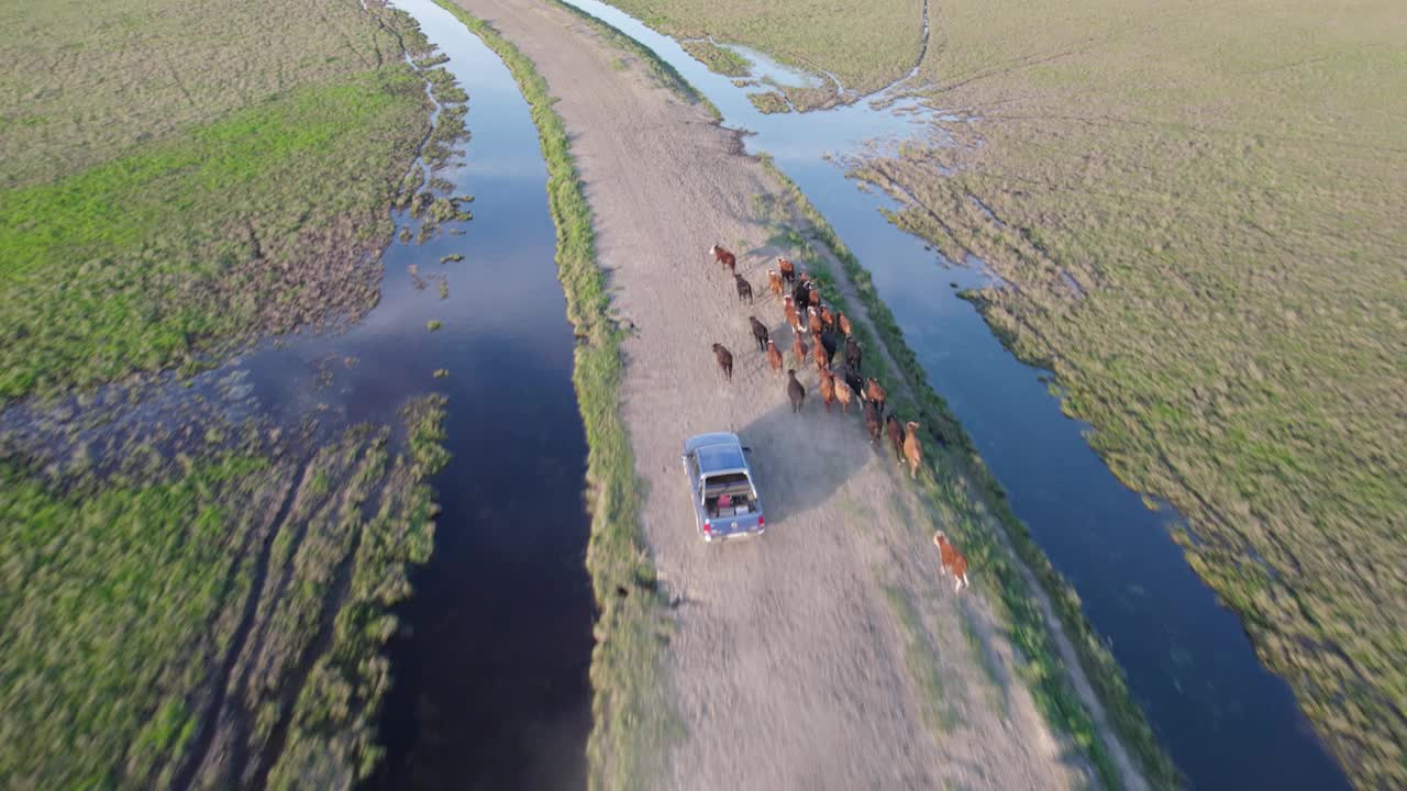 土路上的牛群，后面的卡车。空中射击。视频素材