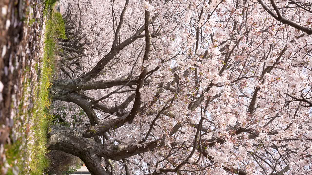 4K慢镜头的樱花暴风雪飘落。视频素材