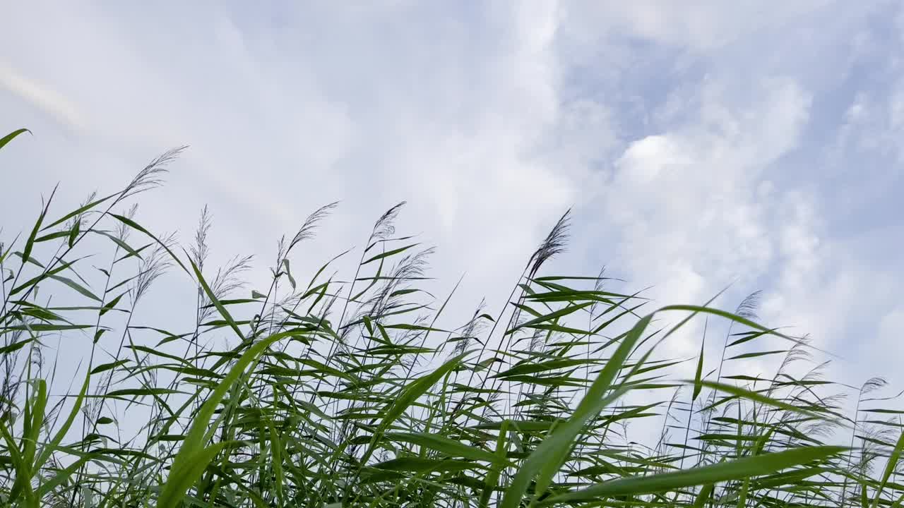 Reed moving in the wind, Shore area in Müritz Nationalpark视频素材