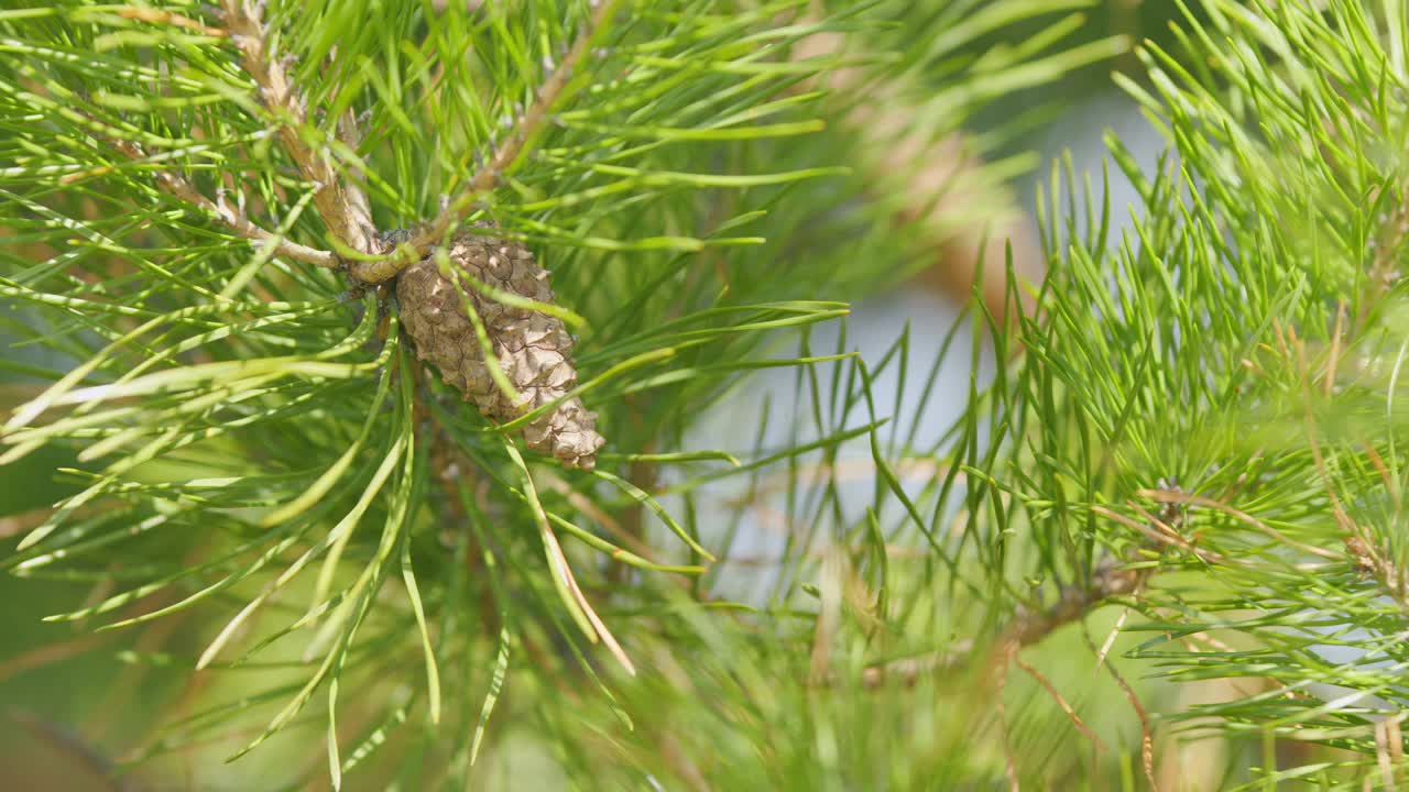 春天的针叶树。枝上的球果和幼枝。云杉上的幼枝和芽具球果。关闭了。视频素材