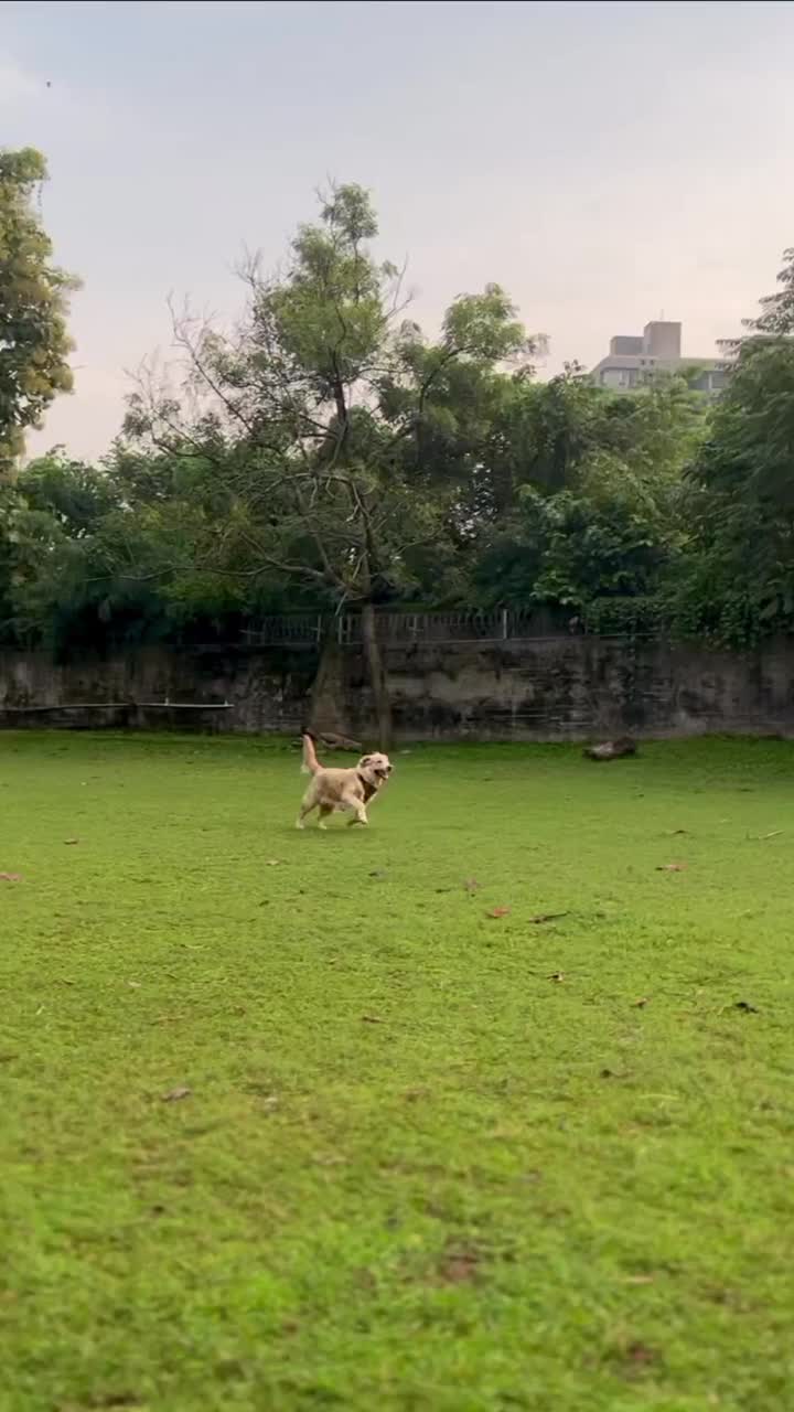 狗在草坪上乱窜视频素材