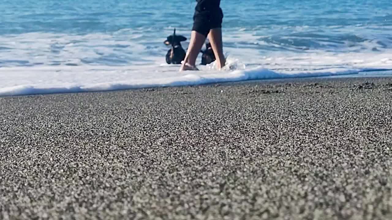 顽皮的小狗和主人一起沿着海滩奔跑，在蓝色大海的波浪上跳跃。男人在遛狗。滑稽的耷拉着耳朵在空中飞，两只快乐的腊肠犬的慢镜头视频素材