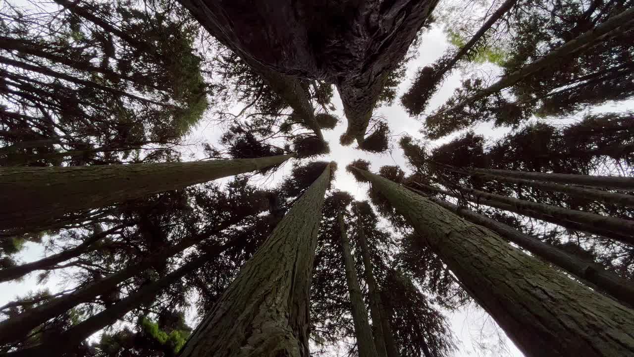 森林中高大的古树的底部视图视频素材