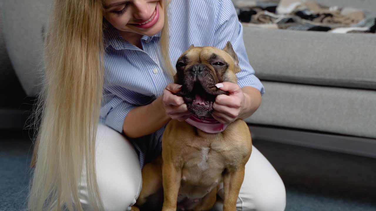 年轻女子和她可爱的法国斗牛犬在家里。可爱的宠物视频素材