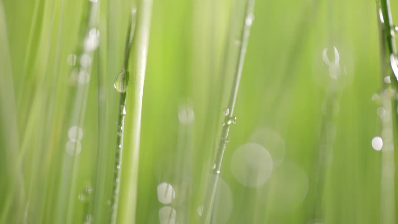 绿草特写超微距拍摄。视频素材