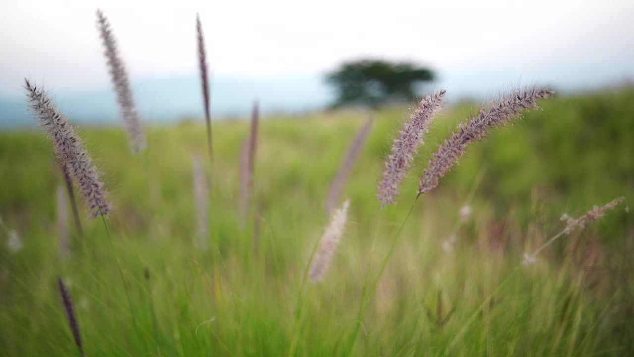 自然界中的花草田野视频素材