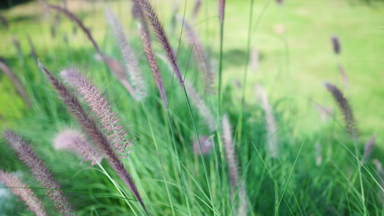 自然界中的花草田野视频素材