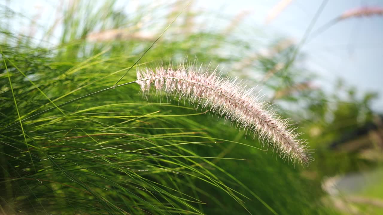 自然界中的花草田野视频素材